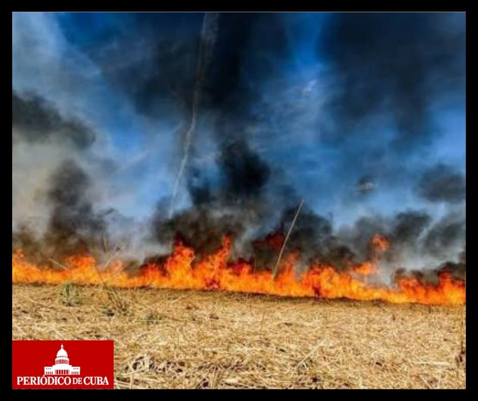 Alrededor de 100 incendios forestales activos en Florida