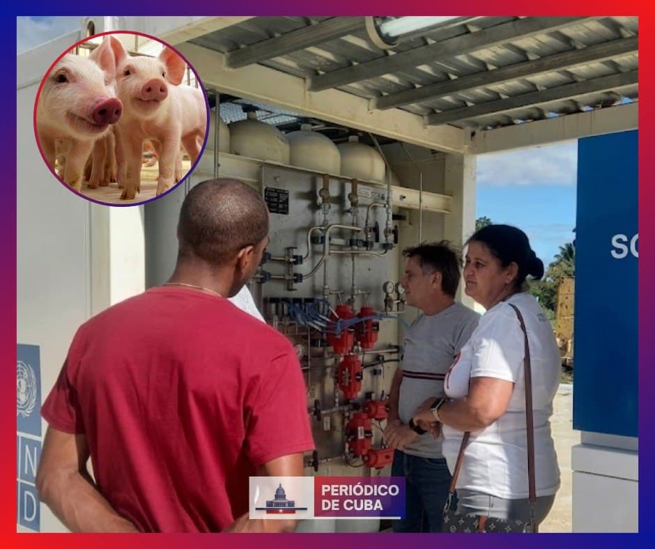 Matanzas impulsa proyecto para convertir desechos porcinos en biogás para ómnibus en plena crisis energética