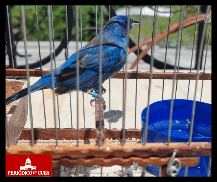 Denuncian cruel maltrato animal en Cuba: ciegan aves para usarlas en competencias ilegales