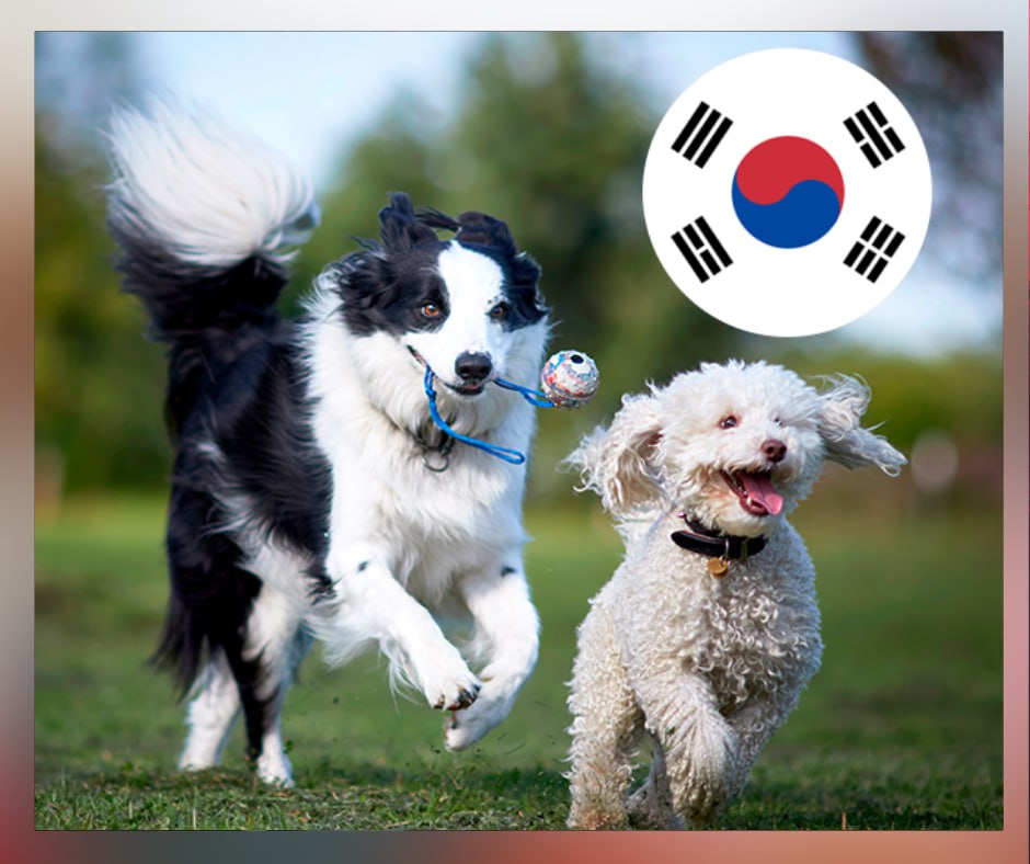Corea del Sur prohíbe el consumo de carne de perro