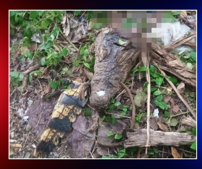 Hallan muerto al cocodrilo fugado del zoológico de Caibarién
