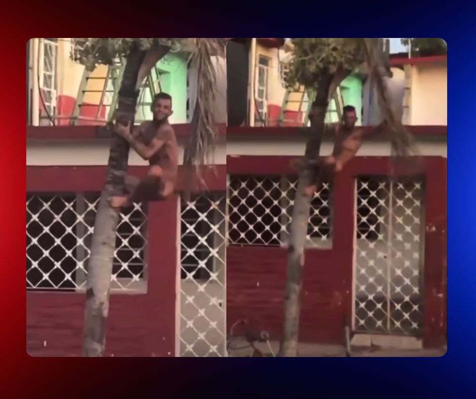 Video viral muestra a joven cubano afectado por “el químico” en una palma