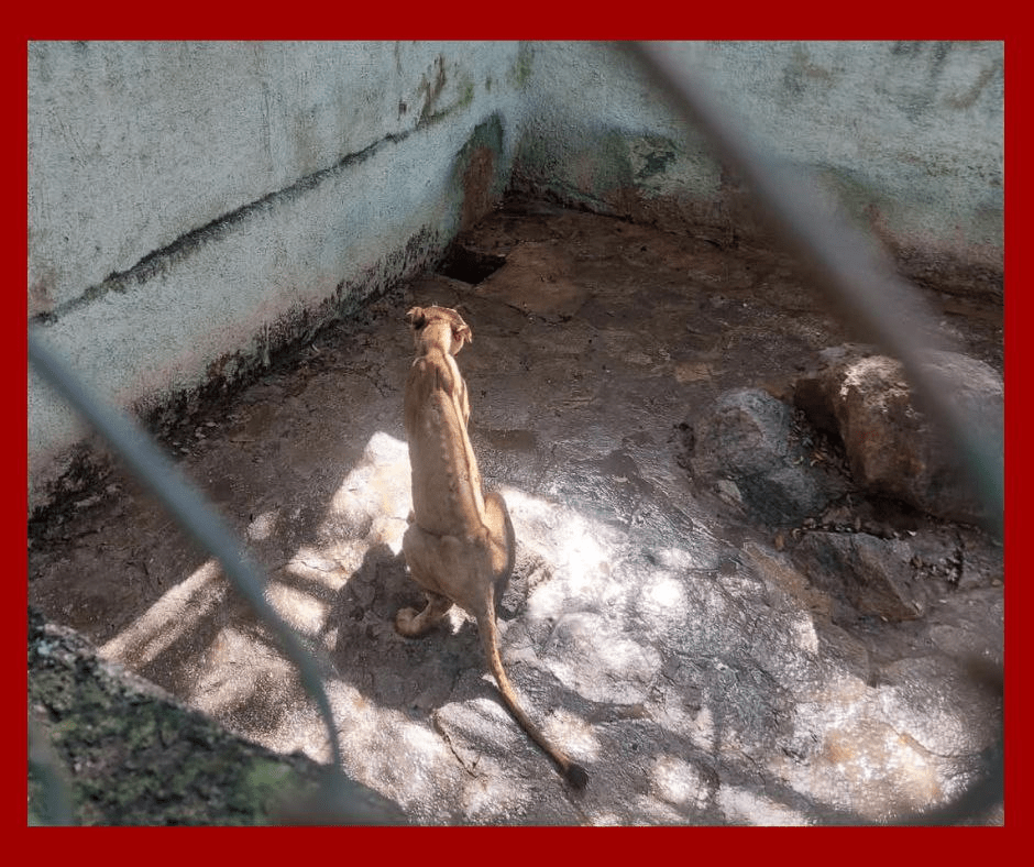 Indignación en Cuba por caso de maltrato animal en zoológico de Camagüey
