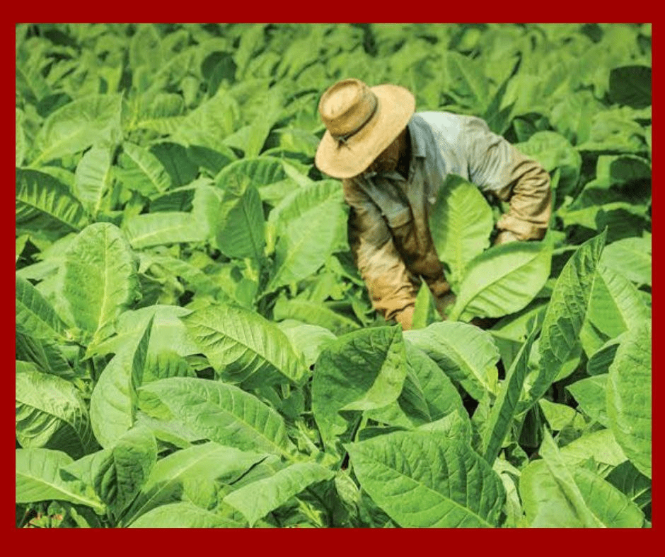 Villa Clara inicia campaña tabacalera 2025-2026 con meta de 2,5 millones de cujes