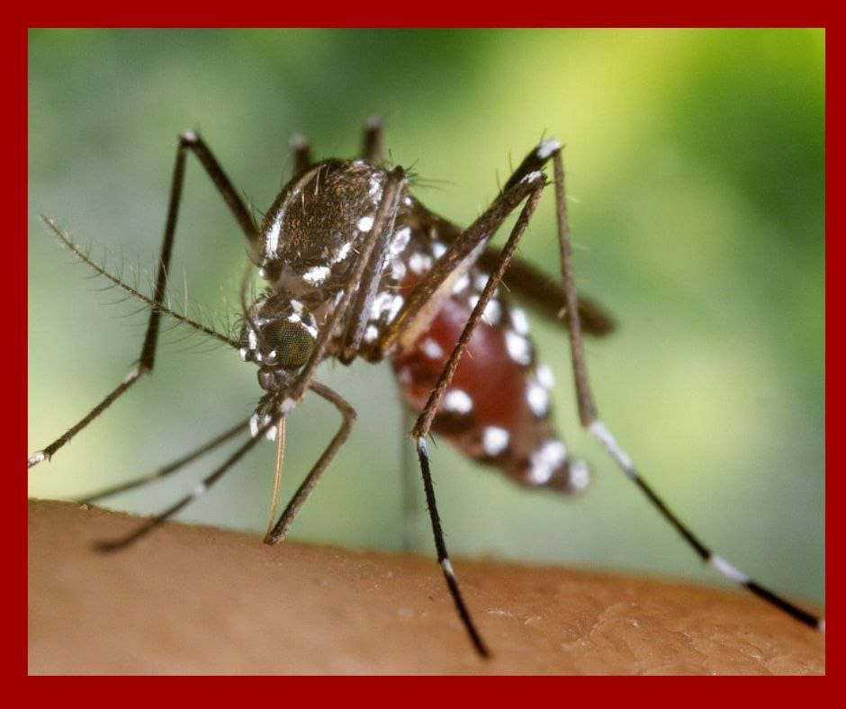 Mosquito invasor Aedes vittatus agrava crisis sanitaria en Cuba y expone riesgos epidemiológicos