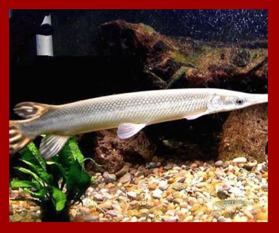 Biodiversidad en crisis: el manjuarí, fósil viviente de Cuba, enfrenta peligro crítico en la Ciénaga de Zapata