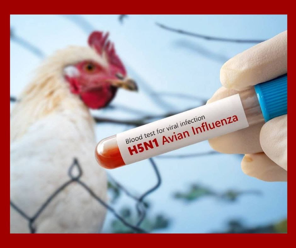 Gripe aviar y crisis sanitaria en Cuba: polémica por importación de pollo desde Brasil
