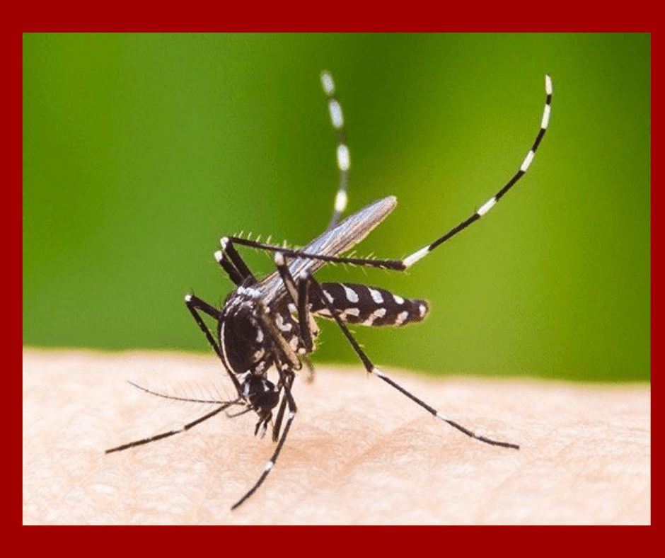 Dengue se propaga sin control en Cuba y expone crisis sanitaria nacional
