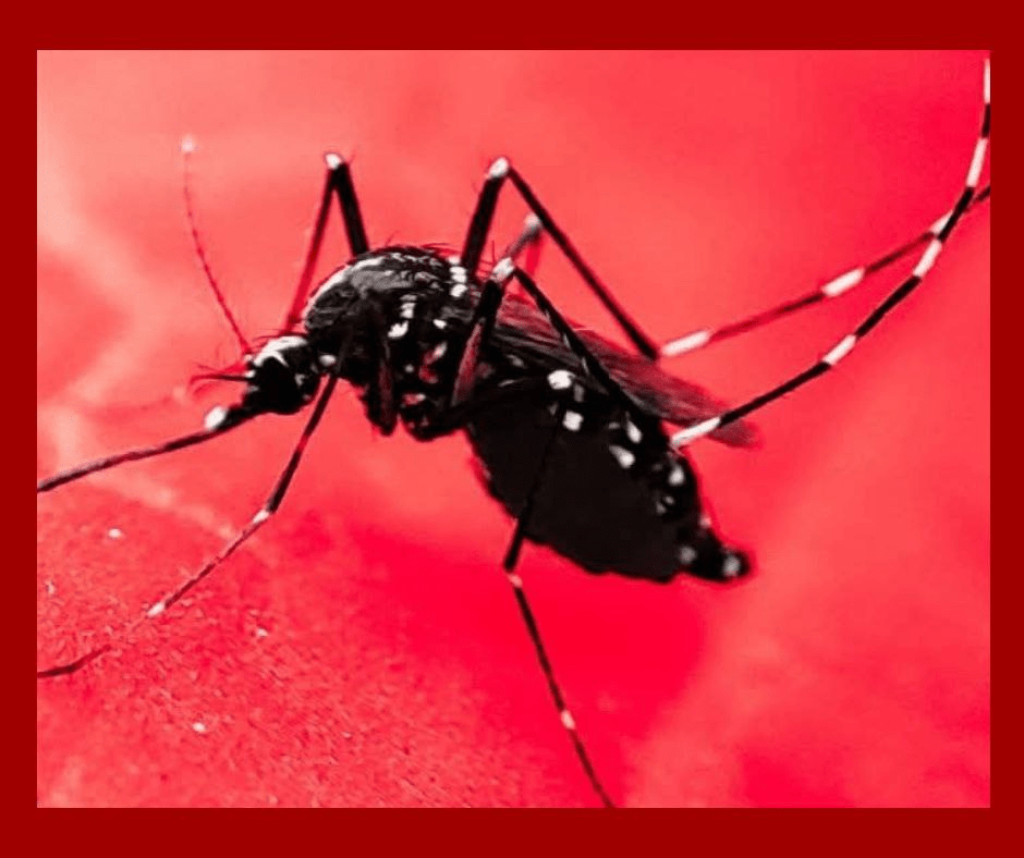 MINSAP reconoce expansión de dengue y chikunguña en Cuba con transmisión en 14 provincias