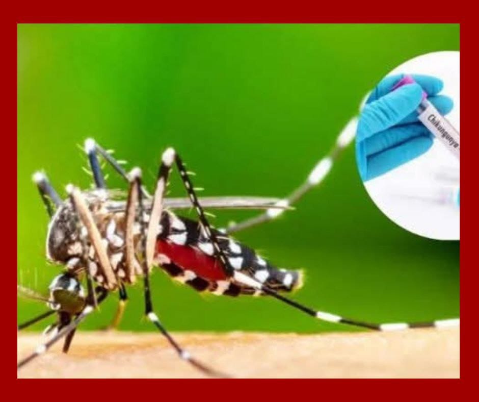 Gobierno declara epidemia de Chikungunya en Cuba con más de 70 mil casos