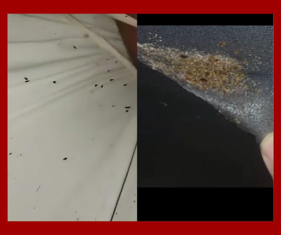 ¡INDIGNANTE! Video Revela Condiciones Inhumanas en Hospital Psiquiátrico de Santa Clara, Cuba.